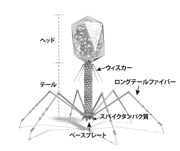 バクテリオファージはかわいい 実物画像を見てみよう バクテリオファージ Jp